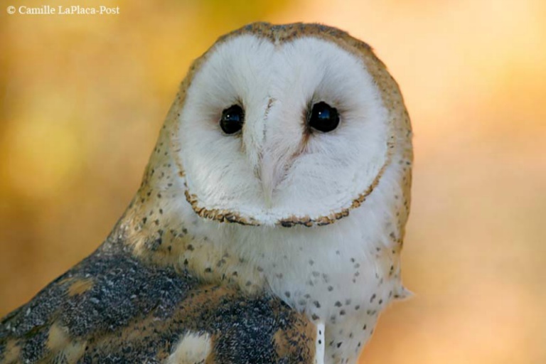 RID Barn Owl   C LaPlacaPost A Orni